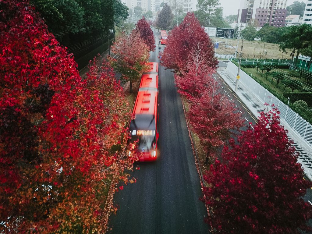 Ônibus biarticulados vermelhos na canaleta exclusiva de Curitiba, entre árvores de copa vermelha